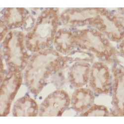 5-Oxoprolinase (OPLAH) Antibody