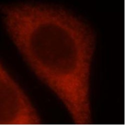 Optineurin (OPTN) Antibody