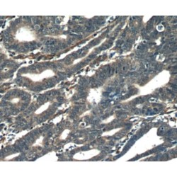 Protein Orai-3 (ORAI3) Antibody