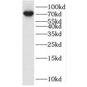 WB analysis of HepG2 cells, using ORC2L antibody (1/500 dilution).