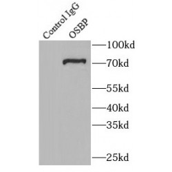 Oxysterol Binding Protein 1 (OSBP) Antibody
