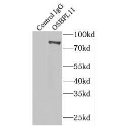 Oxysterol Binding Protein Like 11 (OSBPL11) Antibody