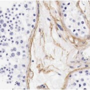 IHC-P analysis of mouse testis tissue, using Osteocalcin antibody (1/200 dilution).
