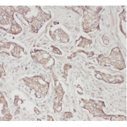 Osteopontin (SPP1) Antibody