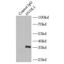 Ovo Like Transcriptional Repressor 1 (OVOL1) Antibody