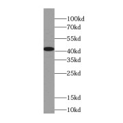 WB analysis of HepG2 cells, using OXA1L antibody (1/1000 dilution).