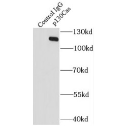 p130Cas Antibody