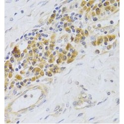 Proliferation Associated Protein 2G4 (PA2G4) Antibody