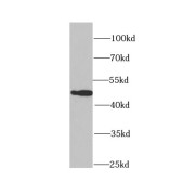 WB analysis of human brain tissue, using PA2G4 antibody (1/1000 dilution).