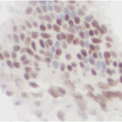 Proliferation Associated Protein 2G4 (PA2G4) Antibody