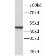 WB analysis of Jurkat cells, using PA2G4 antibody (1/2000 dilution).