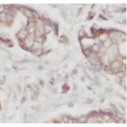 Proliferation Associated Protein 2G4 (PA2G4) Antibody