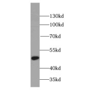 WB analysis of HeLa cells, using PA2G4 antibody (1/1000 dilution).