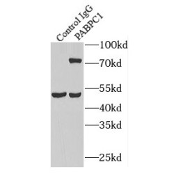 PABPC1,PABP Antibody