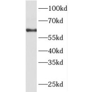 WB analysis of NIH/3T3 cells, using PACSIN2 antibody (1/600 dilution).