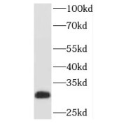 WB analysis of human testis tissue, using PAFAH1B2 antibody (1/800 dilution).