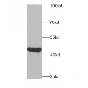 WB analysis of Jurkat cells, using PAICS antibody (1/1000 dilution).
