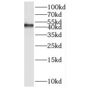 WB analysis of K-562 cells, using PAK1IP1 antibody (1/1000 dilution).