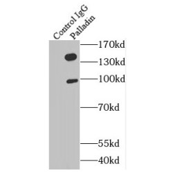 Palladin (PALLD) Antibody