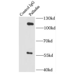 Palladin-Specific Antibody