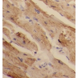 PAN Deadenylation Complex Catalytic Subunit 2 (PAN2) Antibody