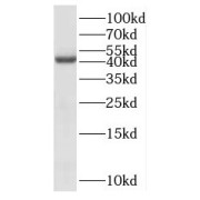 WB analysis of HepG2 cells, using PANK3 antibody (1/500 dilution).