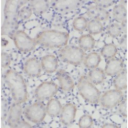 Pannexin-1 (PANX1) Antibody