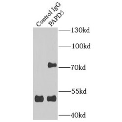 PAP Associated Domain Containing 5 (PAPD5) Antibody