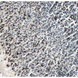 Paired Box Protein Pax-6 (PAX6) Antibody