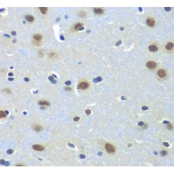 Paired Box Protein Pax-7 (PAX7) Antibody