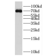 WB analysis of HEK-293 cells, using PBX4 antibody (1/600 dilution).