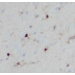 Proprotein Convertase Subtilisin/Kexin Type 5 (PCSK5) Antibody