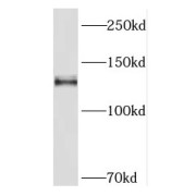 WB analysis of HepG2 cells, using PCDH11Y antibody (1/300 dilution).