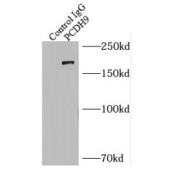 Protocadherin 9 (PCDH9) Antibody