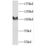 WB analysis of A549 cells, using PCDHA3 antibody (1/300 dilution).