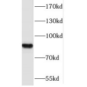 WB analysis of mouse brain tissue, using PCDHB12 antibody (1/800 dilution).