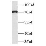 WB analysis of K562 cells, using PCDHB5 antibody (1/800 dilution).