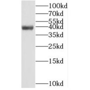 WB analysis of PC-13 cells, using PCGF6 antibody (1/800 dilution).