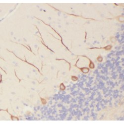 Purkinje Cell Protein 4 (PCP4) Antibody