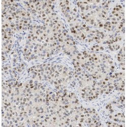 Programmed Cell Death Protein 4 (PDCD4) Antibody