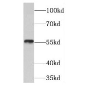 WB analysis of HeLa cells, using PDCD4 antibody (1/3000 dilution).