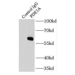 Phosphodiesterase 1A, Calmodulin Dependent (PDE1A) Antibody