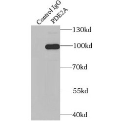 Phosphodiesterase 2A, CGMP Stimulated (PDE2A) Antibody