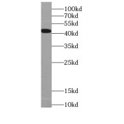 WB analysis of HEK-293 cells, using PDHA1 antibody (1/20000 dilution).