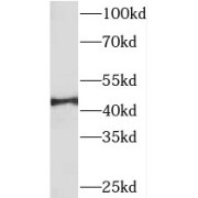 WB analysis of mouse heart tissue, using PDK4 antibody (1/1000 dilution).