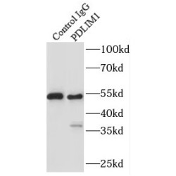 PDLIM1 / CLP36 Antibody