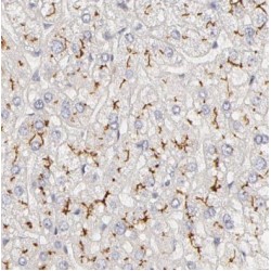 Na(+)/H(+) Exchange Regulatory Cofactor NHE-RF3 (PDZK1) Antibody