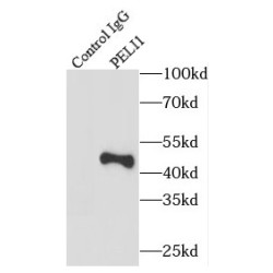 Pellino E3 Ubiquitin Protein Ligase 1 (PELI1) Antibody