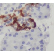 IHC-P analysis of human pancreas tissue, using peptide YY antibody (1/50 dilution).