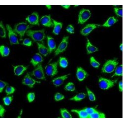 Peroxiredoxin 3 (PRDX3) Antibody